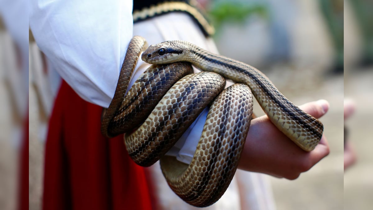 World Snake Day: Debunking Common Myths Surrounding Snakes!