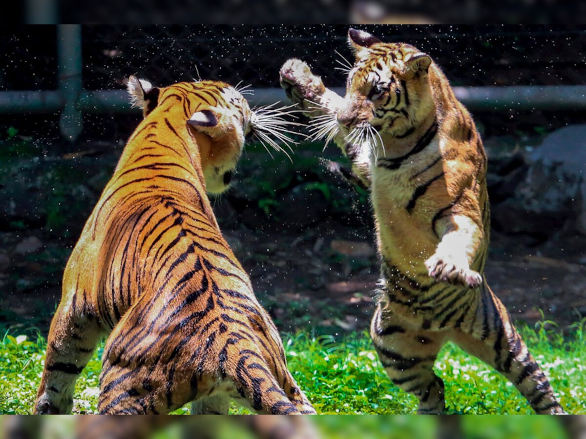 Tigers Reach Close to Carrying Capacity in India, Key to Species Survival  in Southeast Asia: Global Forum