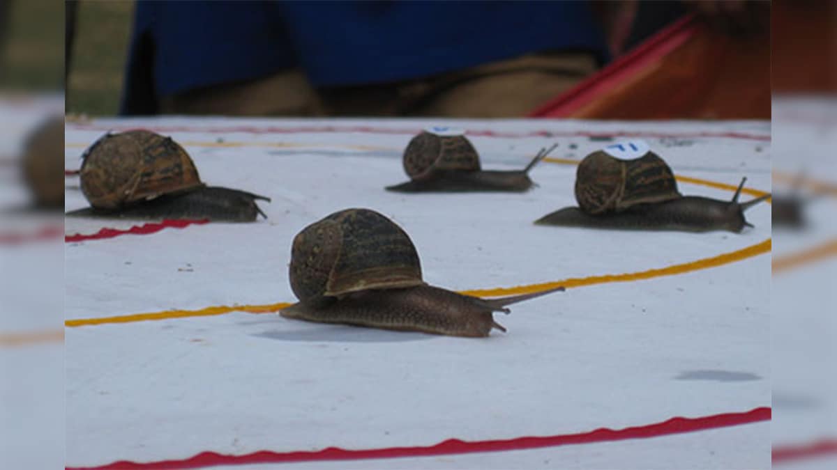 Ready, Steady, Slow Snails Slug it Out at Racing World Championship