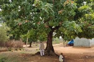 The-Mahua-tree-under-which-Meena-Musahr-breathed-her-last