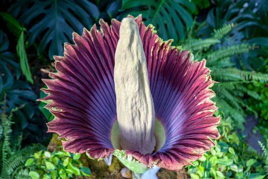 What is a 'Corpse Flower' and Why is Everyone Talking About It? - News18