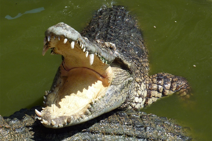 Australia's Monster Crocodile, Weighing 600 Kg, Caught 