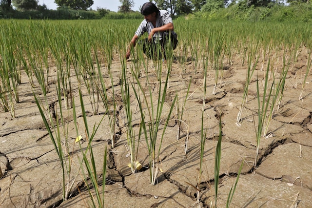 A farmer removes dried plants from his parched paddy field. (Representative Image/ Reuters)