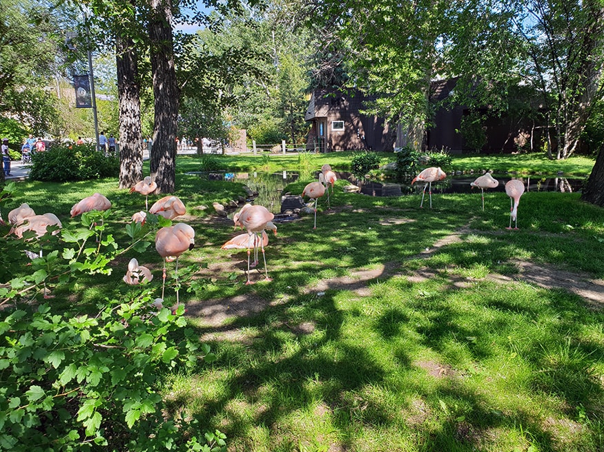 Yes, these are real Flamingo birds roaming freely inside Calgary Zoo in Canada. (Image: News18/Varun Sharma)