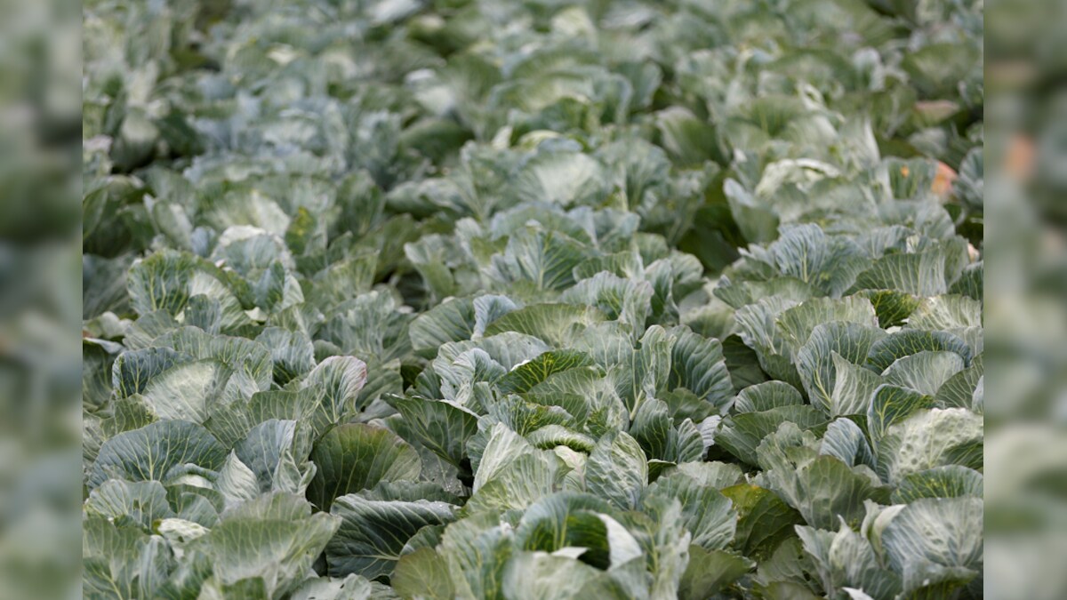 Cabbage, Broccoli Could Help Prevent Colon Cancer Study News18