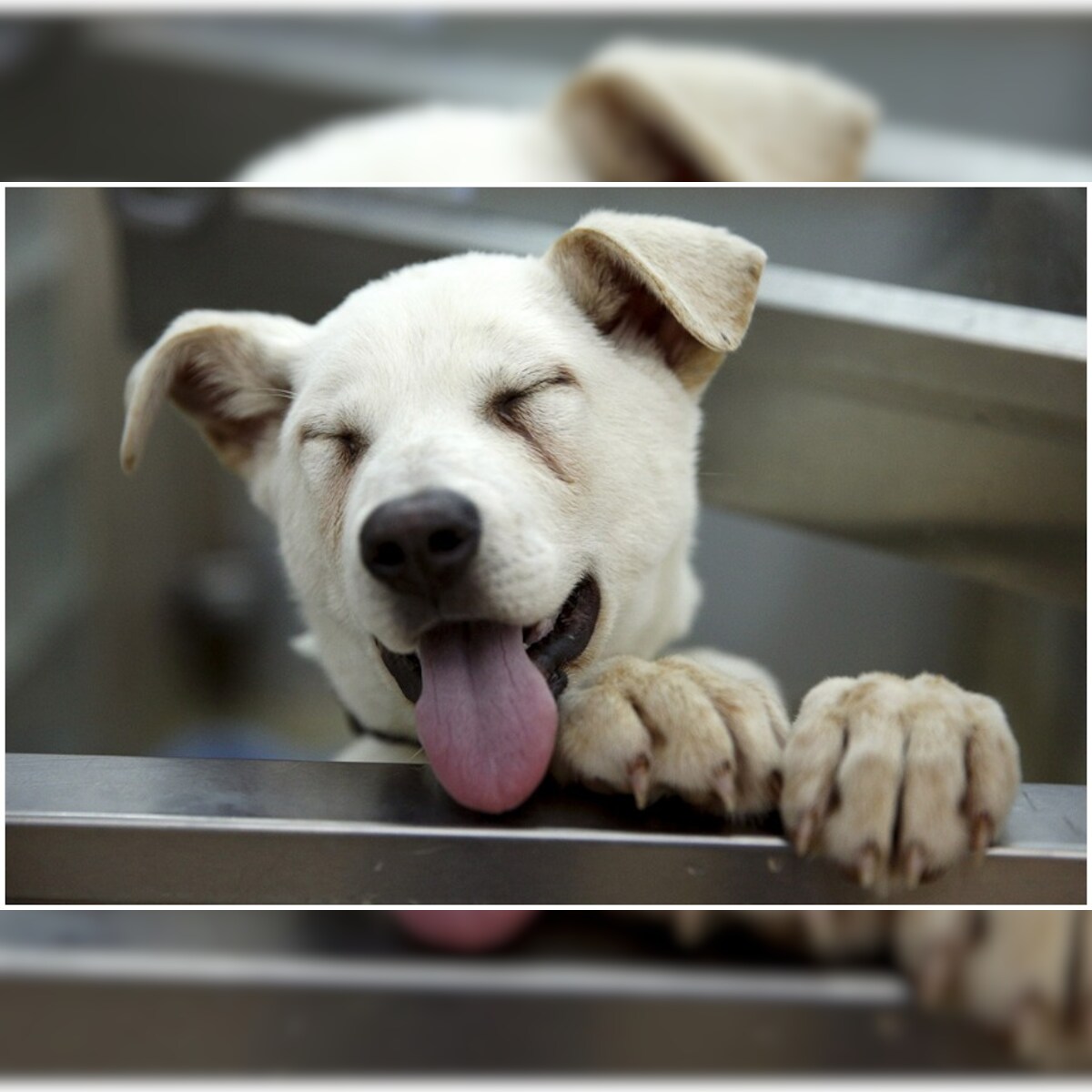 Stray Dog Saves Bhopal Woman From Being Molested by Man, Gets Stabbed