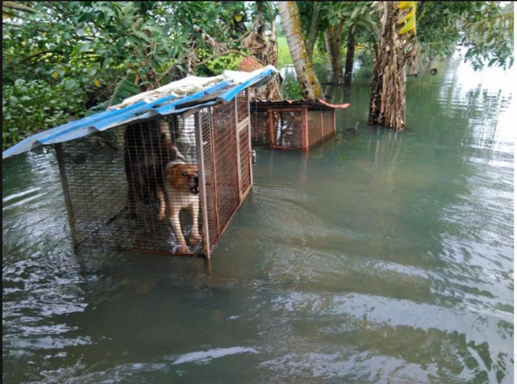 Meet The Team From Chennai Who's Rescuing Your Four-Legged Friends From the Kerala Floods Meet The Team From Chennai Who's Rescuing Your Four-Legged Friends From the Kerala Floods