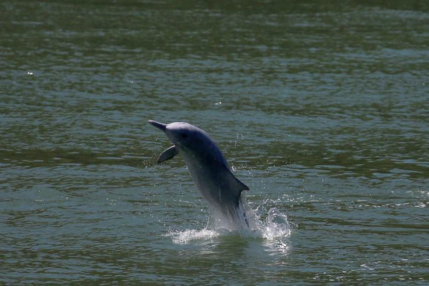 West Bengal's Gangetic Dolphins in Danger