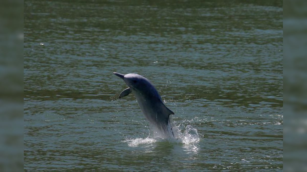 Killing the Ganges river dolphin, slowly