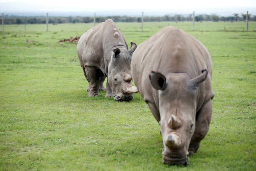 China Opening Gates for Trade in Animal Body Parts Means Bad News for India's Rhino, Tiger Population