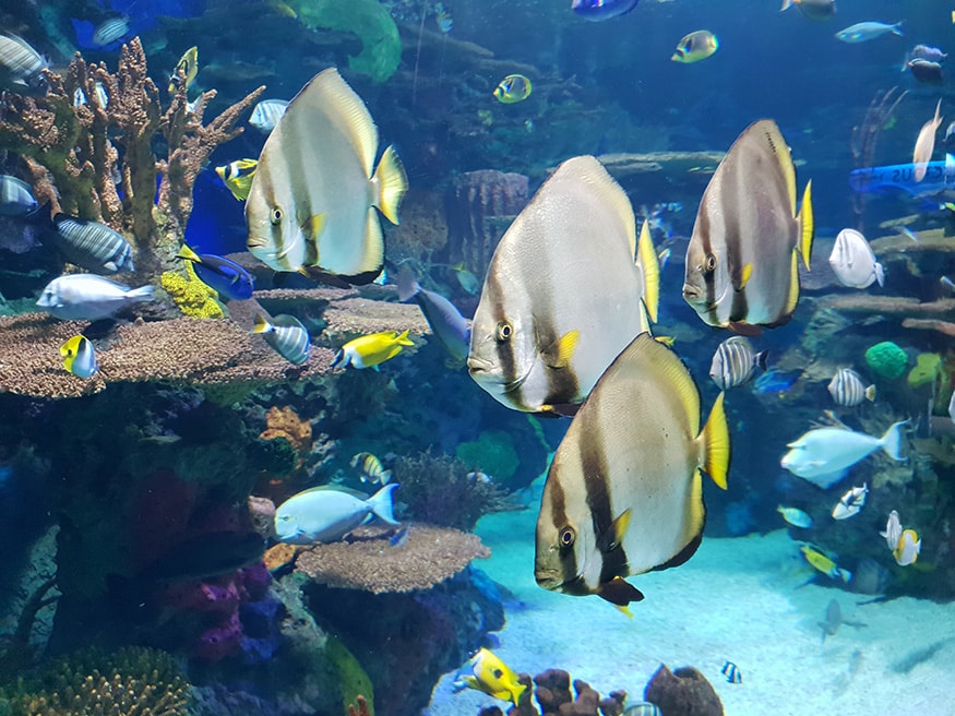 Ripley's Aquarium: These fishes are not very easily visible around due to their slim structure. (Image: News18/Varun Sharma)