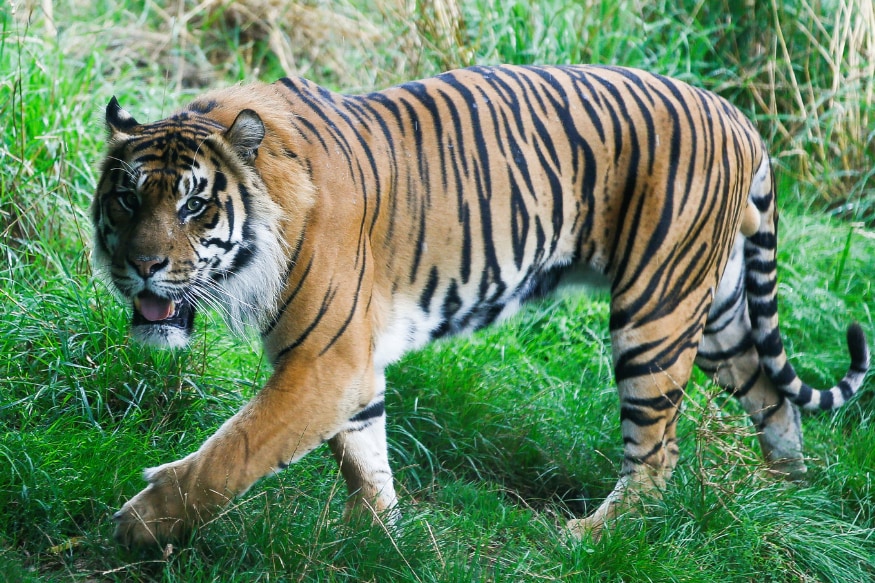 International Tiger Day Messages To Spread Awareness For Tiger Conservation