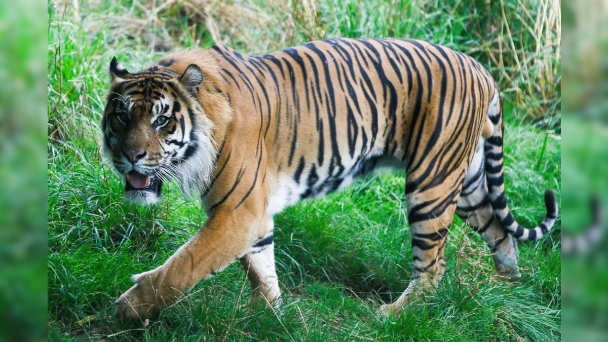 Man-Eater Tiger’s Name Stirs Controversy in UP’s Kheri for Hurting ...