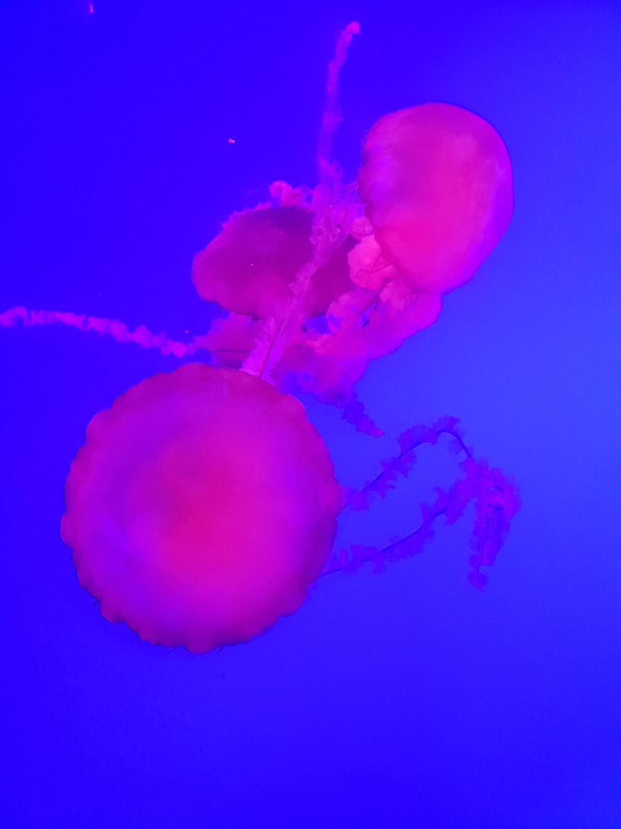 Ripley's Aquarium: Jelly Fish, these one change colour from red to yellow to pink as they swim around inside their glass cabin. (Image: News18/Varun Sharma)