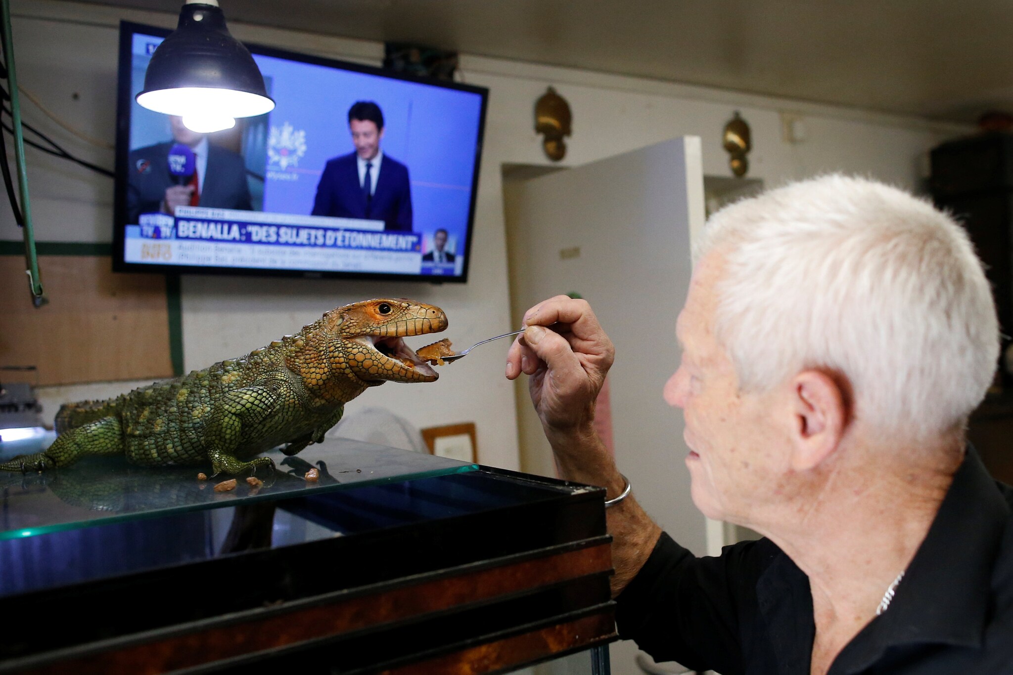 Philippe Gillet, 67 year-old Frenchman who lives with more than 400 reptiles and tamed alligators, feeds his Northern caiman lizard in his house in Coueron near Nantes, France September 19, 2018.  REUTERS/Stephane Mahe