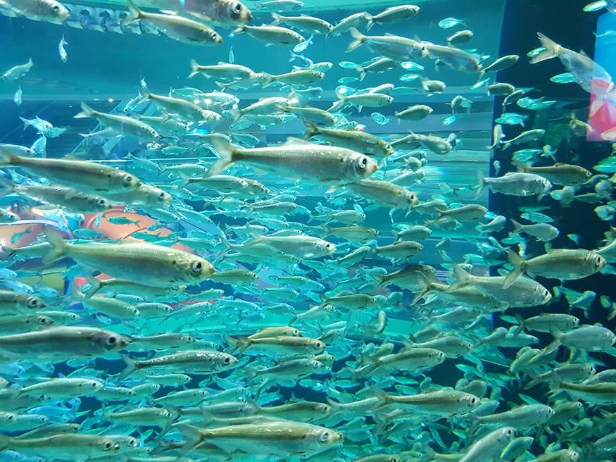 Ripley's Aquarium: These fishes look like they are swimming in the backward direction, a beautiful sight to watch. (Image: News18/Varun Sharma)