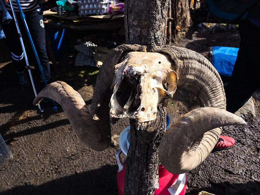 The skull of a Yak. You will come across these kinds of skeletons on your trek from 'Sankari' to 'Juda Ka Talab.' (Image: Sneha Mitra)