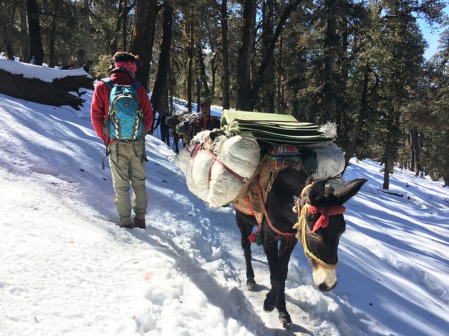 Following the trek leader to the Kedarkantha Base Camp at 11,250 feet, while giving space to the animal potters (Image: Sneha Mitra)