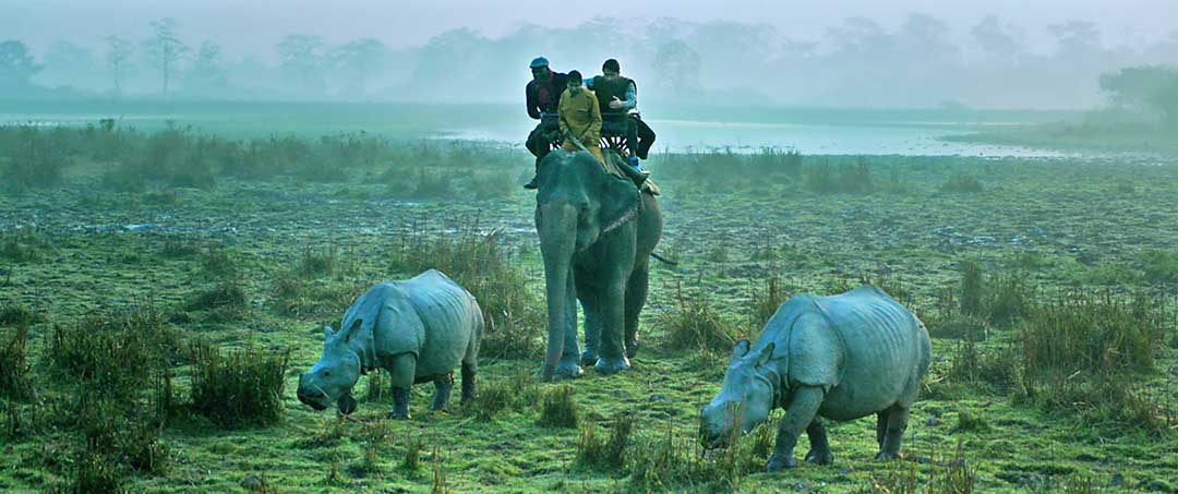 Image (2) - Wildlife