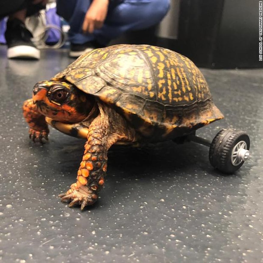13 Animal Amputees Who Walk Again - In Photos