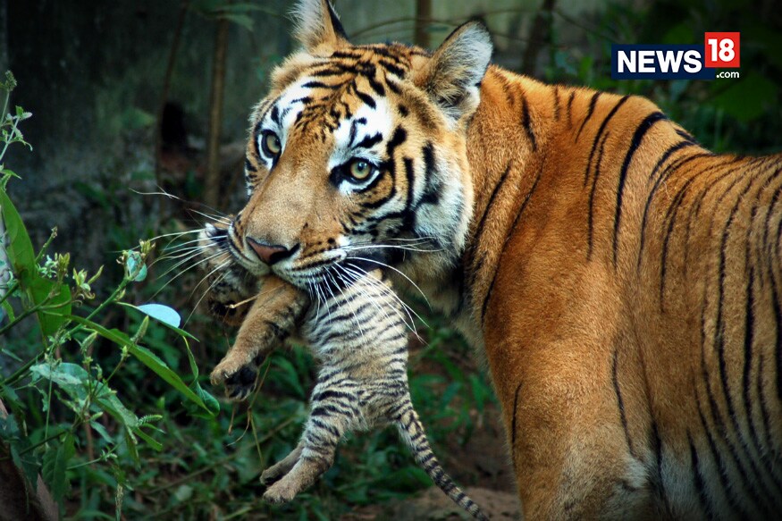News18 Explains | Why Avni's Death Raises Questions On Tigers Future In India?