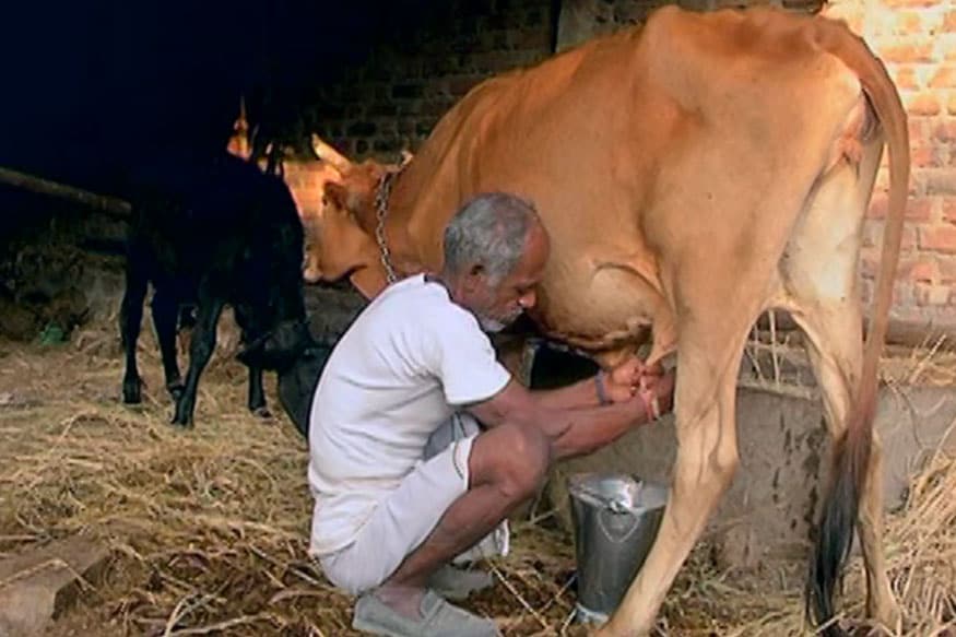 Bovine Intrusion: How Gau Raksha is Hurting Rajasthan's Rural Economy