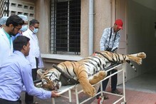 ‘Self-defence’ Theory Was Brought in to Cover up Tigress Avni’s Pre-meditated Killing, Probe Reveals