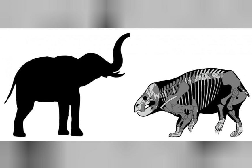 An illustration of the handout compares Bojani Lisowicia to a recent elephant.