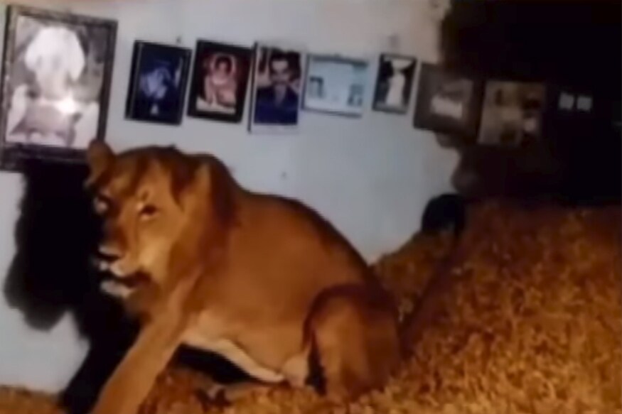 Lion Sneaks into Gujarat Farmer's House, Spends Two Hours Relaxing on a Heap of Groundnuts