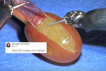 Grape Meme What Is It And Why Is It All Over Your Social Media Timeline