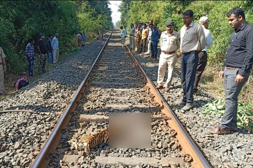 Three Tiger Cubs Run Over by Train in Maharshtara's Chandrapur
