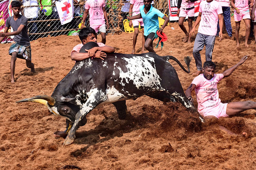 Jallikattu 2021 Here Is Everything You Need To Know About The Bull Taming Sport Photogallery