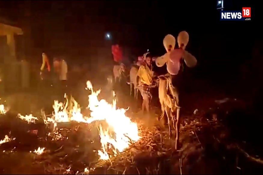 Karnataka Festival: Farmers Carry Livestock Over Burning Field For Good Fortune