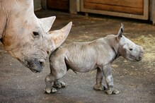 Scientists Successfully Transfer 1st Test Tube Rhino Embryo