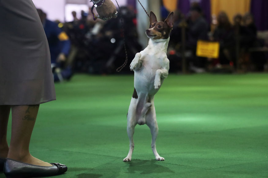King the Wire Fox Terrier Wins Westminster Dog Show 2019 News18