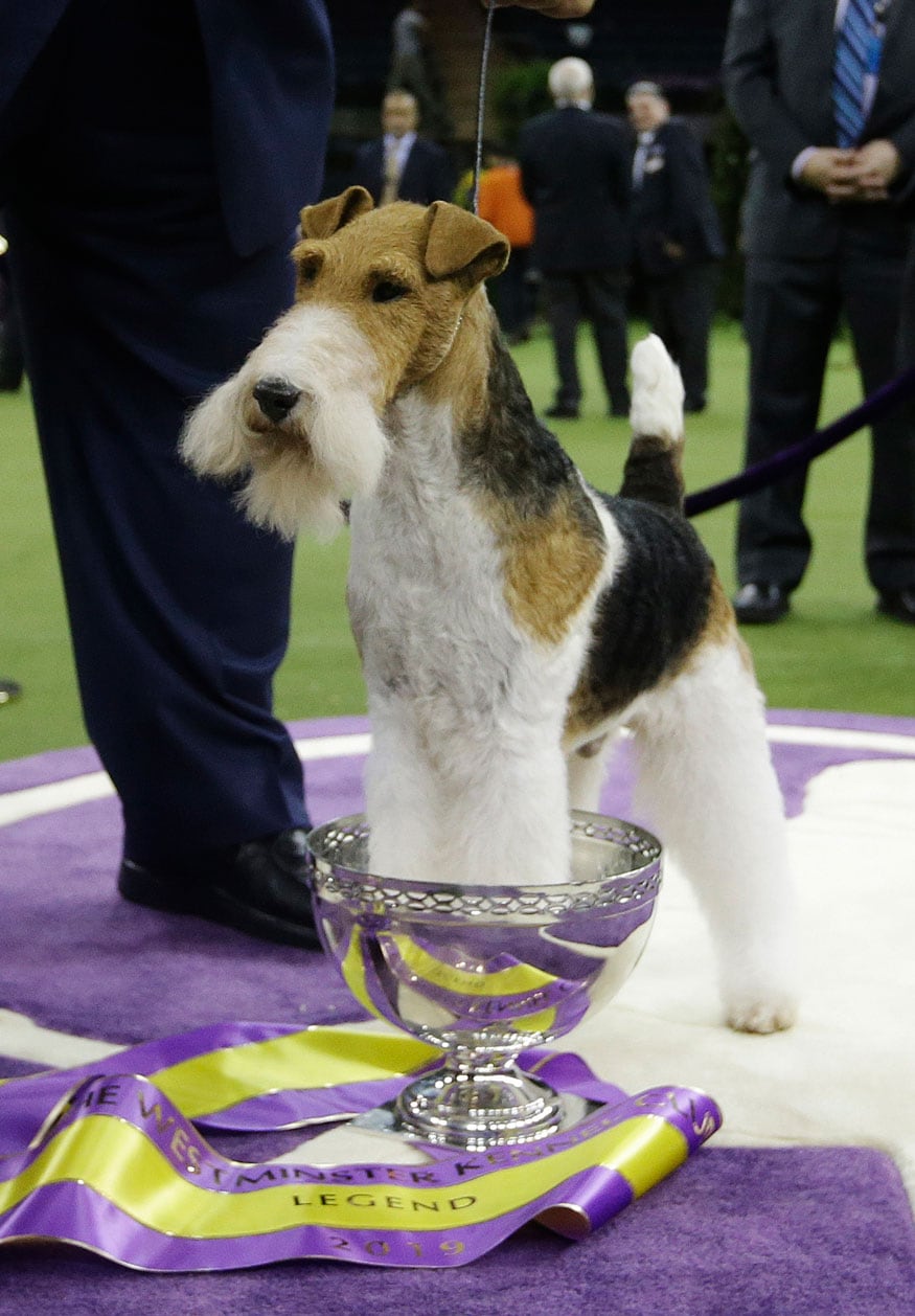 king wire fox terrier westminster 2019