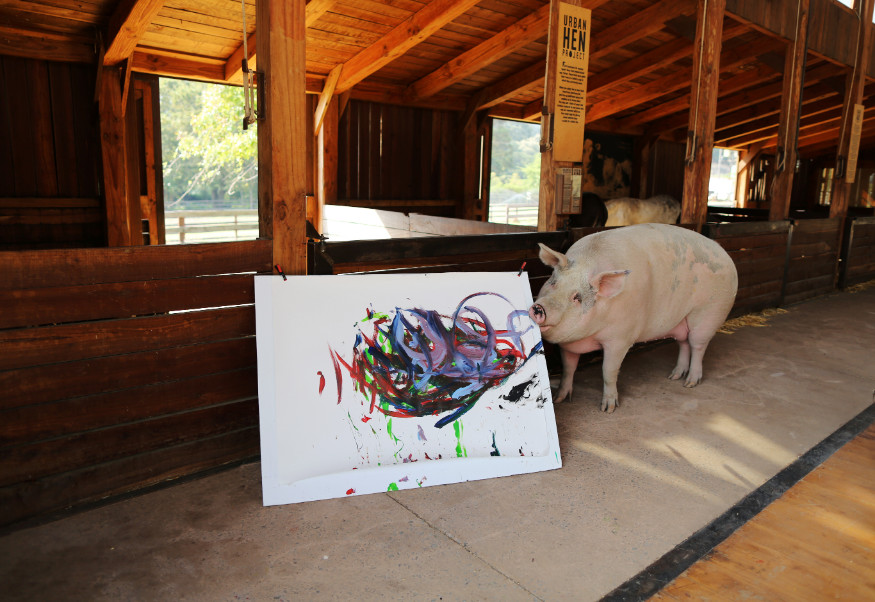 Meet Pigcasso, The Artistic Pig of Cape Town Photogallery