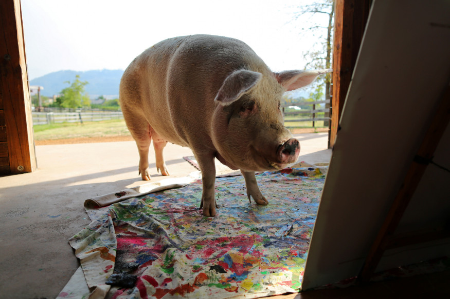 Meet Pigcasso, The Artistic Pig of Cape Town Photogallery