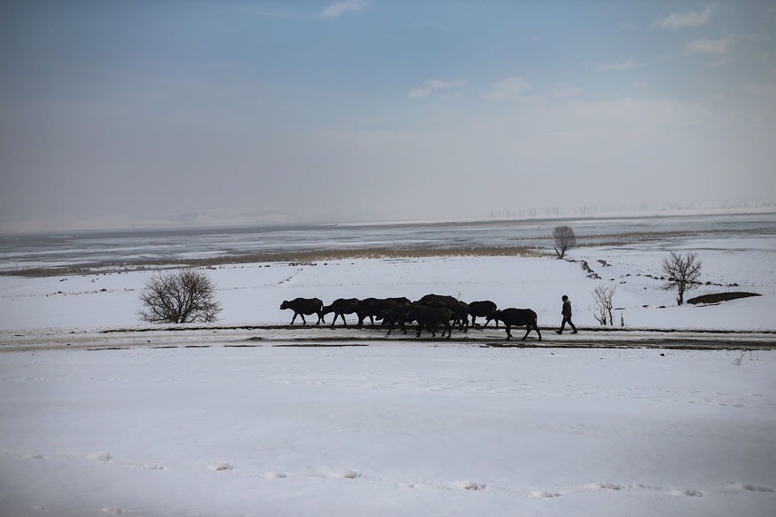 Turkey Riding Buffalo PHOTOS| Buffaloes Love Hot Springs in Eastern Turkey - News18