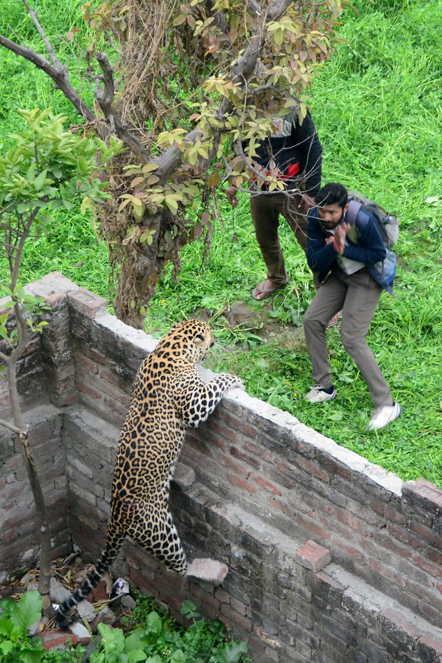 PHOTOS| Leopard Attacks People in Punjab's Jalandhar - News18