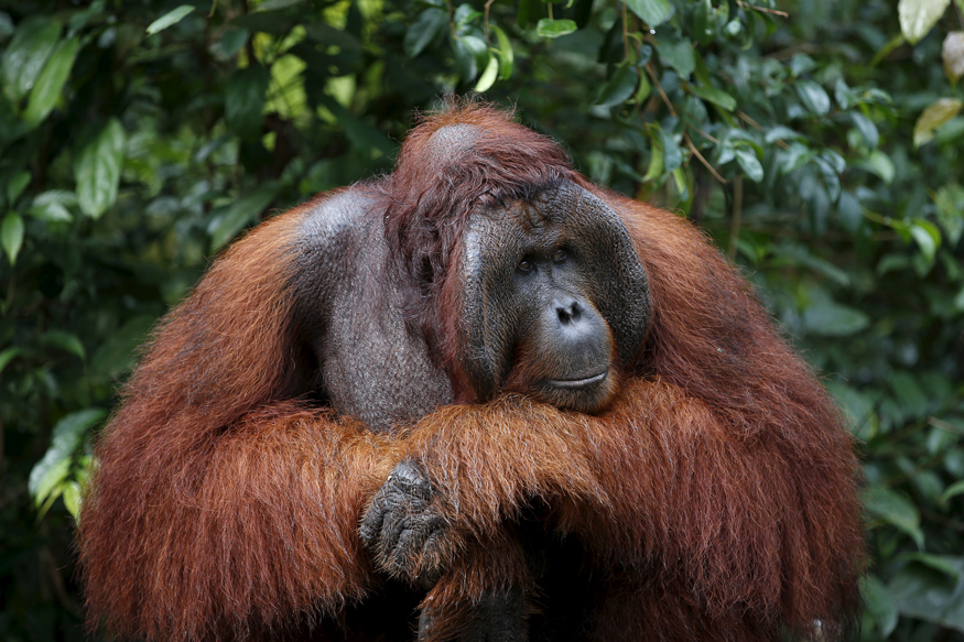  GREAT APES: Gorillas, orangutans, chimpanzees, and bonobos are the four species of great apes, which possess DNA that is closest to humans. They have shown great intelligence, displaying altruism by sharing food, using tools and saving them for future tasks. Great apes are sources of tourism, generating revenue for local communities and funding protection for the creatures and their habitats. They are threatened most by habitat loss from agriculture, logging and development; deforestation for palm oil; fires, droughts, and rainfall from climate change; and illegal trade and captivity. (Image: Reuters)