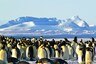 Antarctica's King Penguins' Poop Produce Laughing Gas that Makes Researchers Go Crazy