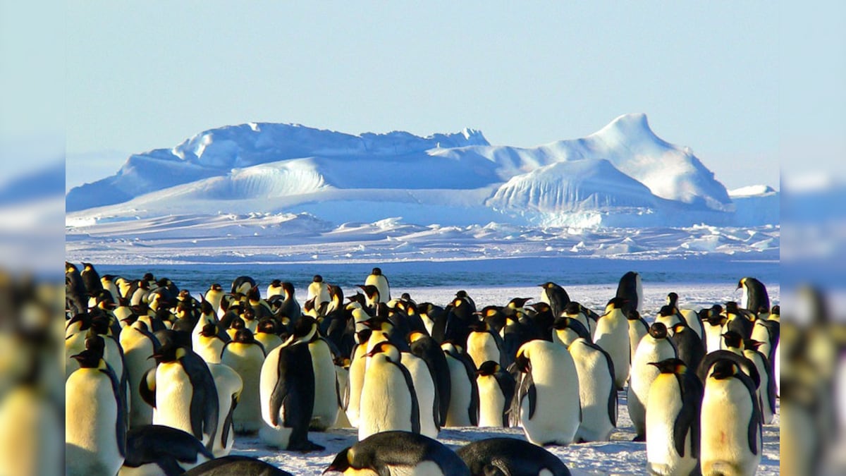 Major Emperor Penguin Breeding Ground in Antarctica Has Been Barren