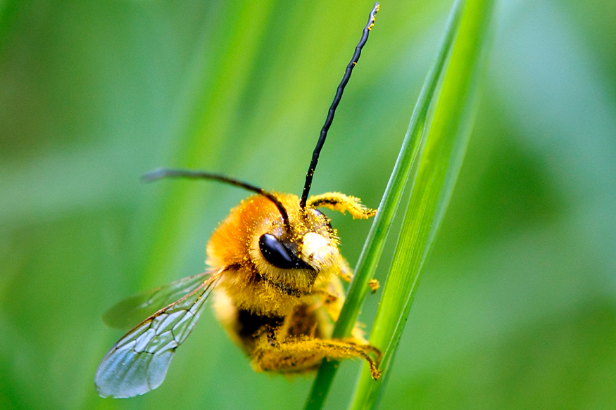  On World Environment Day 2020, we take a look at the 14 species that are key to their ecosystems and face endangerment from human activity. <br /> <br />BEES: Worldwide populations of these insects are in decline, as they face threats from the use of pesticides, neonicotinoids, and GMOs, as well as climate change, habitat loss, pests, and disease. Beekeepers in the U.S. and Europe have reported annual hive losses of 30 per cent or higher in the last decade, and in America, one in four wild bee species is at risk of going extinct. A colony of 25,000 bees can pollinate 250 million flowers in one day, making them an irreplaceable link in ecosystems and agricultural production. (Image: Reuters)