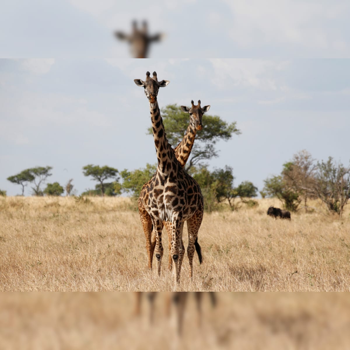 Giraffes Deemed 'Vulnerable' after in 7 and 40 Percent Decline 30 Years