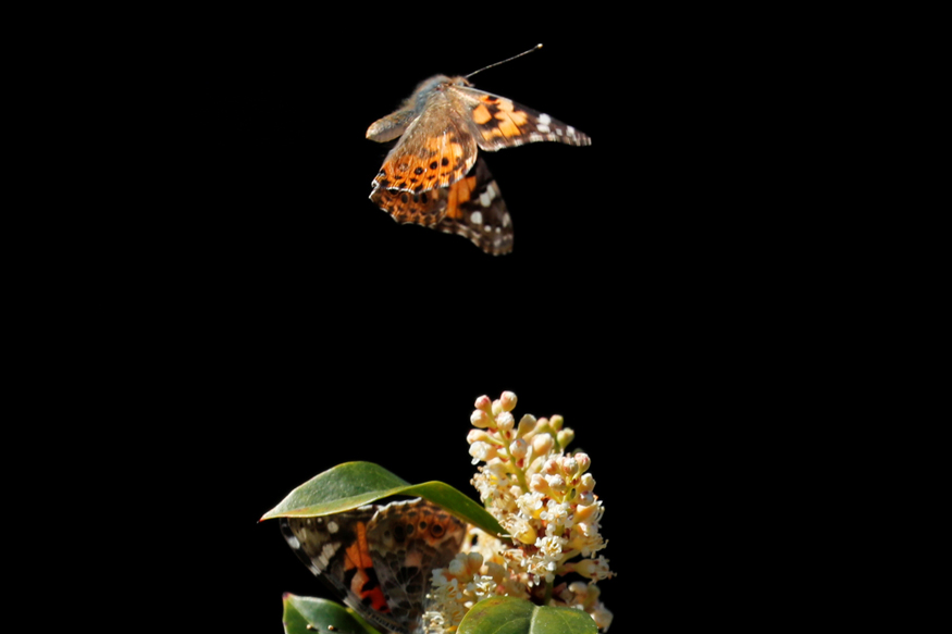  INSECTS: These tiny creatures collectively make up 80 per cent of all the world's known species -- with 200 million insects for every human on earth. But overall populations have declined 45 per cent over the past four decades, causing risks to plant pollination necessary for food production. Insects are a key component of global ecosystems: some insects keep other bugs from destroying crops, while others are a food source for other species. Insects are the most vulnerable to climate change and are also endangered by habitat loss, pesticide use, and invasive species. (Image: Reuters)