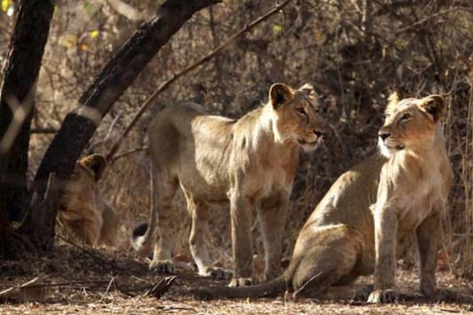File photo of Asiatic lions. 