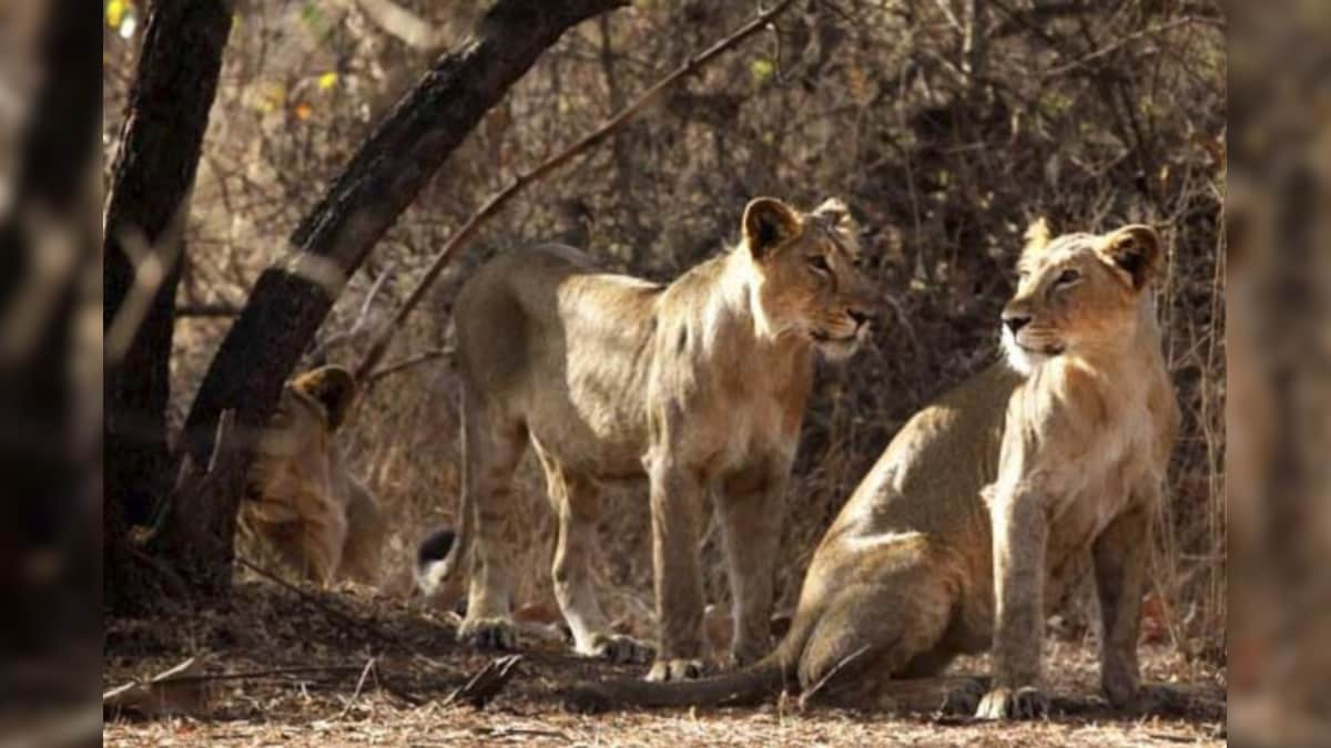 World Lion Day 2020: Diet, Habitat, Threat and All You Need to Know About the King of Jungle