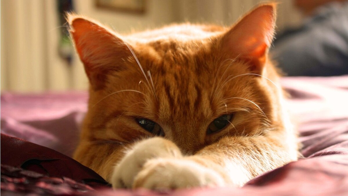 Woken Up by Cats Before Their House Collapsed, Couple Survive Landslide