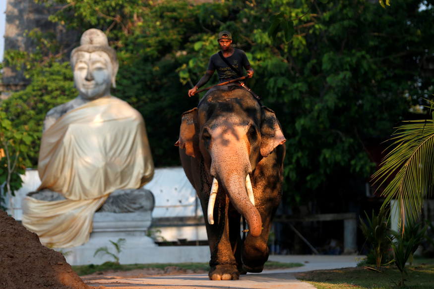Photos of Revered White Elephant Fit for a Thai King Vajiralongkorn